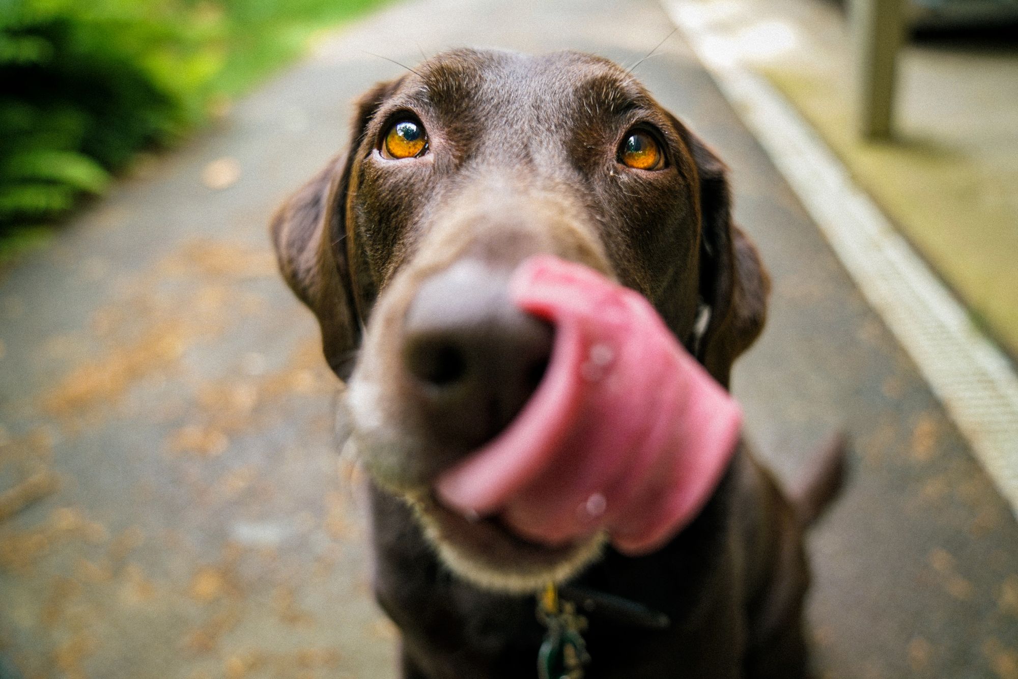 best male dog names - chocolate labrador