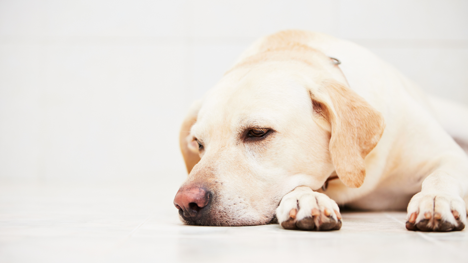 Do dogs know they are dying