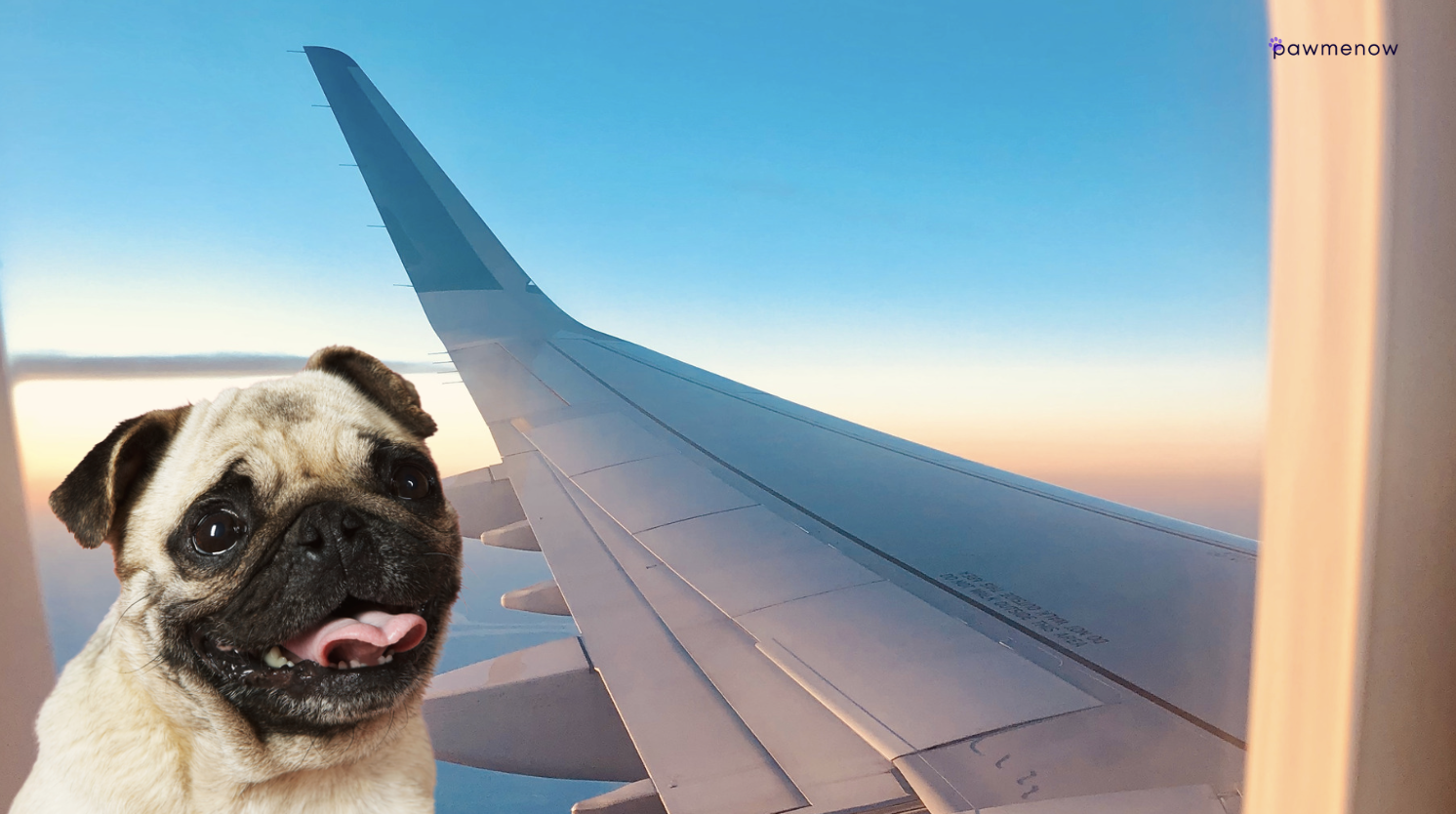 Can Brachycephalic Dogs Fly?
