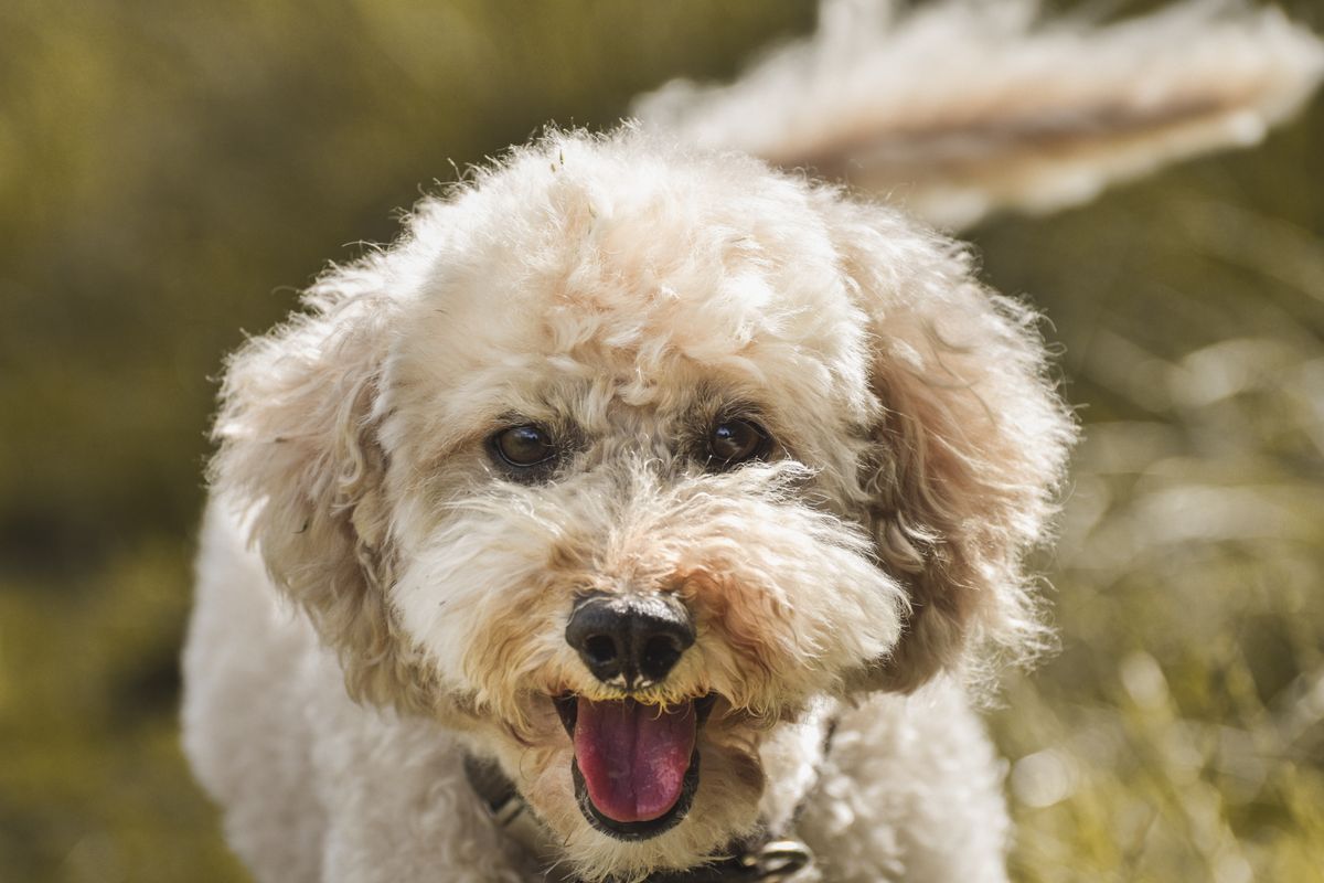 What Dog is 100% Hypoallergenic? Here's One That is 95%