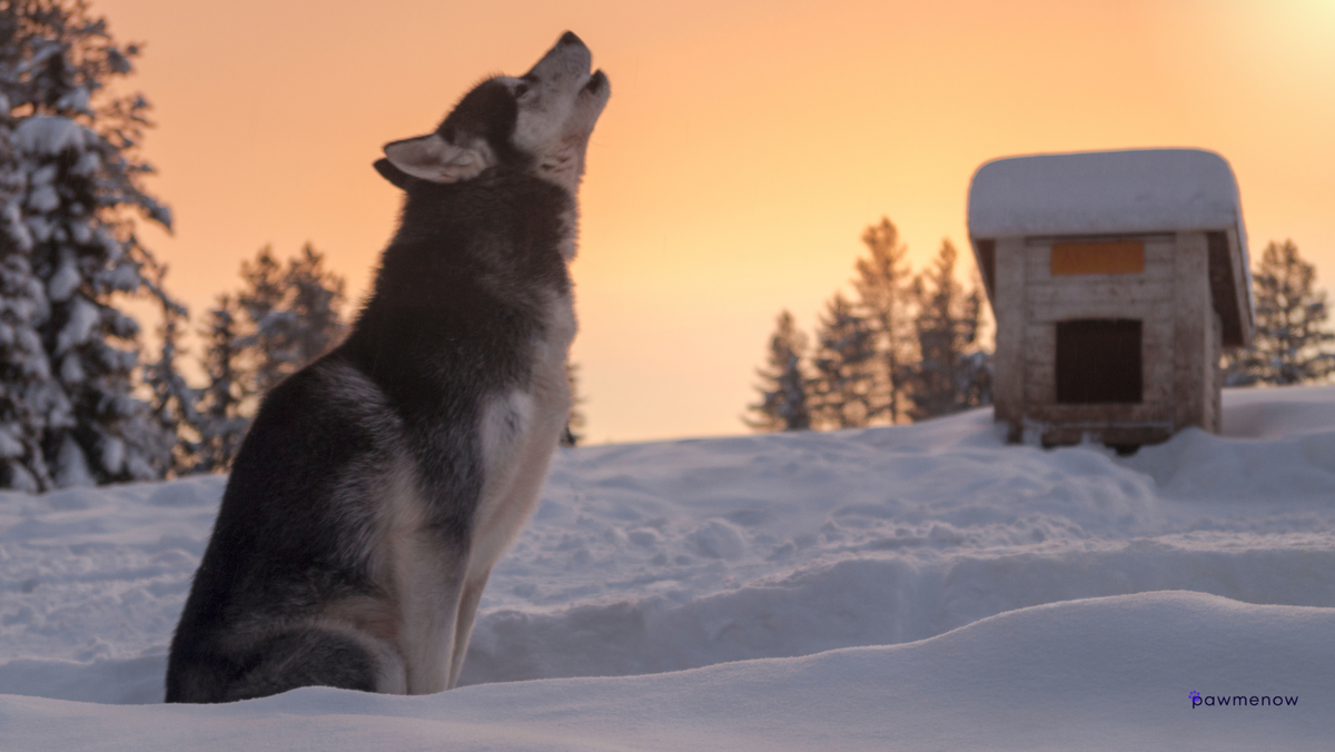 Siberian Husky Separation Anxiety: Symptoms & How to Stop It