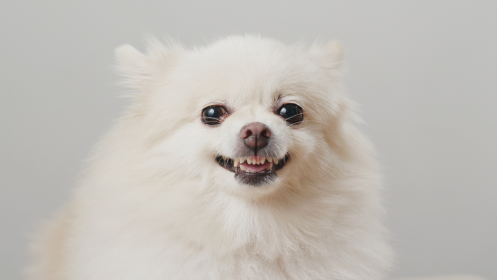 Dog Keeps Gagging But Not Throwing Up
